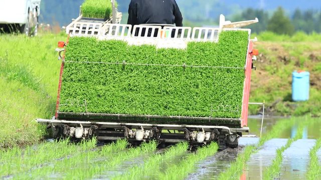 田植機　田植えの様子　農業