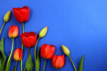 Texture of red tulips on a blue background with a place for an inscription