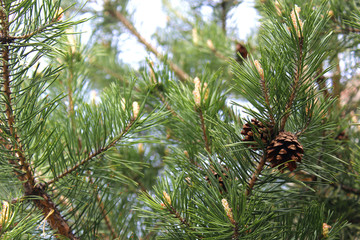 Two empty cones hanging on a spruce branch
