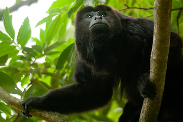 Macho adulto de Mono Aullador (Alouatta pigra) en las ramas de un árbol en el Río Palizada,...