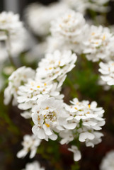 Fototapeta premium ナズナ