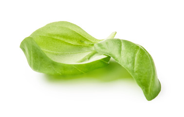 Two basil leaves isolated on white background