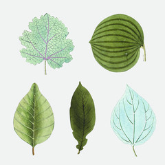 Various blue and green leaves set vector