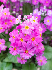 Fototapeta premium サクラソウ