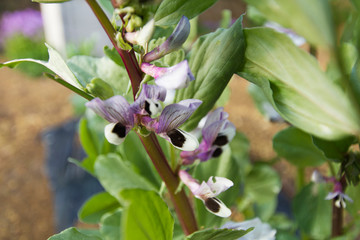 Obraz premium 春の花
