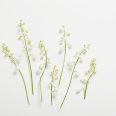 may lily flowers on white background