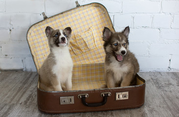 two cute husky puppies in a vintage shabby suitcase