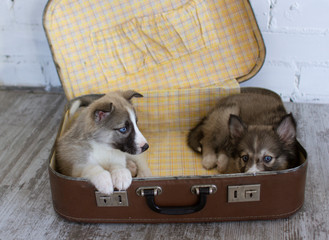 two cute husky puppies in a vintage shabby suitcase