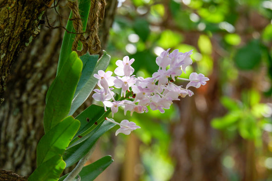 Aerides odorata, Pink orchid flower in forest