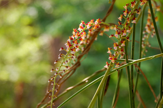 Orchid flower in forest. Cleisostoma filiforme