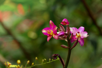 Purple orchid blooming at wild jungle