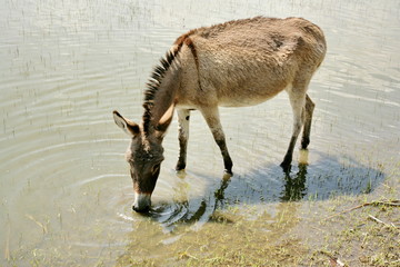  donkey eating grass