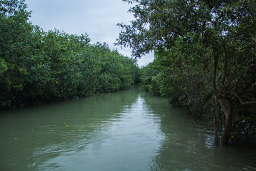 
Mangroves of Puerto Pizarro, Tumbes, Peru