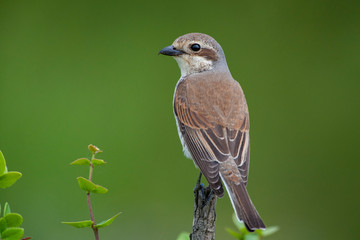 Red-backed Shrike, (Lanius collurio) in its natural habitat.