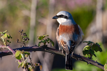 Red-backed Shrike, (Lanius collurio) in its natural habitat.