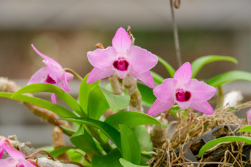 dendrobium parishii orchid flower. Purple orchid flower blooming in the wild