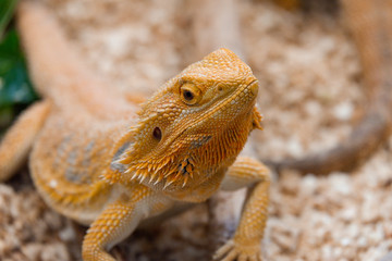Bearded dragon (Pogona Vitticeps) is australian lizard  with close up