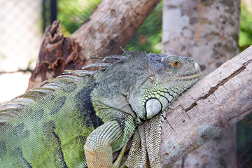 Giant green iguana sleeping on wood in the cage at zoo