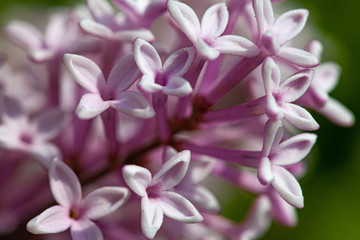 Fototapeta premium Lilac flowers spring blooming scene.