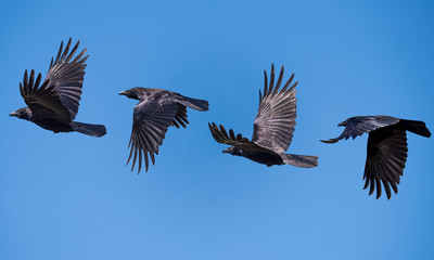 flying sequence of a isolated crow against a blue clear sky 