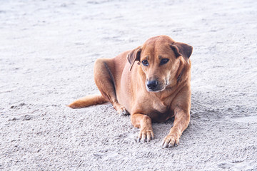 Homeless dog sitting on the beach sand background