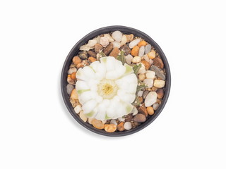 Top view white flower blossom in flower pot isolated on white background, gymnocalycium friedrichii lb 2178 agua dulce hybrid cactus.