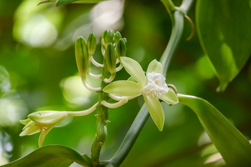 Vanilla flower or Thai Vanilla plant in nature (Vanilla siamensis)