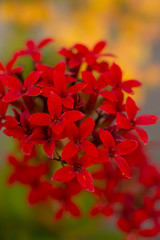 赤いカランコエ