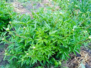 close up of green grass