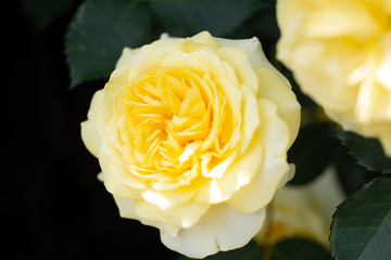 黄色の薔薇