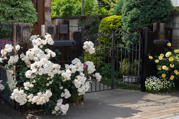 薔薇と玄関