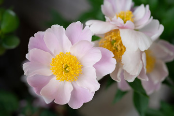 芍薬