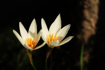 Flowers: The white of twins