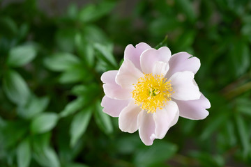 芍薬
