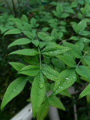 雫