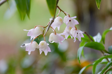 The Small Lipped Dendrobium or Dendrobium linguella. orchid flower in the forest