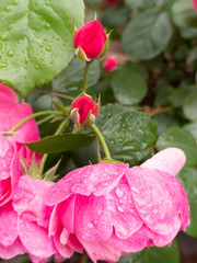 薔薇の蕾と雫