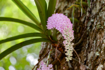 Rhynchostylis retusa orchid flower on tree in the wild