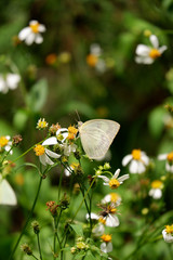 The Lemon Emigrant (Catopsilia Pomona)