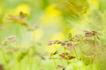 クロバツメクサ2