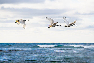 Fototapeta na wymiar Three Australian white ibis, Threskiornis Moluccan, flying over the sea at Port Fairy, Victoria Australia. These water or wading birds are sometimes called bin chickens 