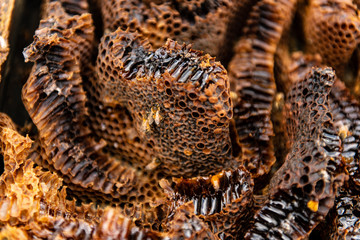 Honeycomb Closeup Bee 