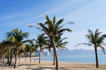 Fototapeta na wymiar Coconut Palm Trees At Beach Against Sky