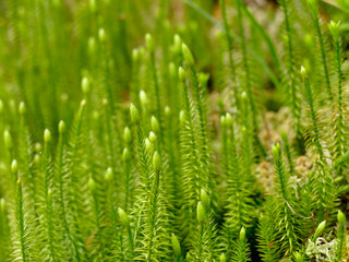 Fir moss in a German forest with flower in spring