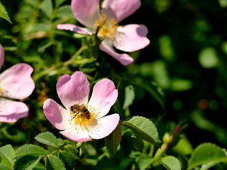 bee on wild rose flower