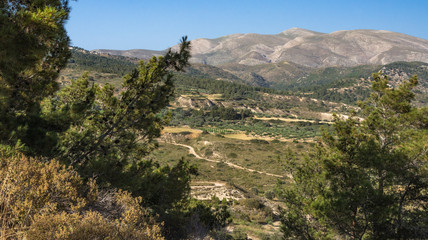 View of the valley and olive grove on a summer day