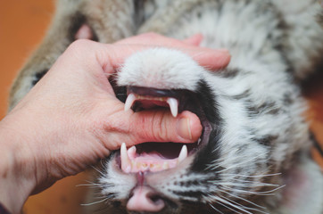 Photo of a tiger cub biting a human thumb