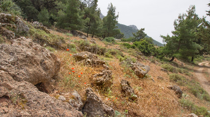 Mountain slope with flowering poppies and apiary in the forest