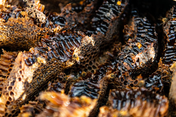 Honeycomb Closeup Bee 