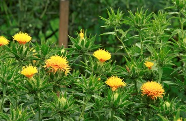 Obraz premium 紅花 